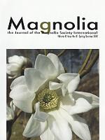 Magnolia