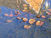 09-04-06canon_031