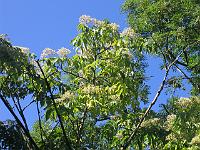 27-08-05canon_010