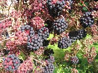 27-08-05canon_018