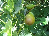 27-08-05canon_029