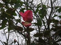 13-12-05canon_007