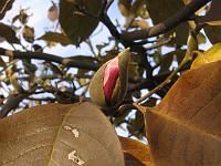 13-12-05canon_056