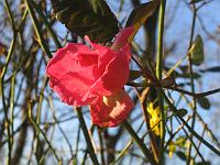 14-12-05canon_020
