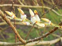 150105kodak_019