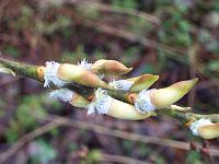 150105kodak_020