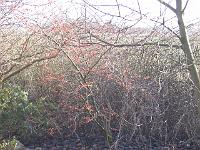 310105canon_003
