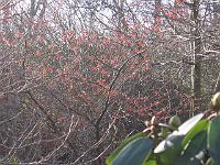 310105canon_010
