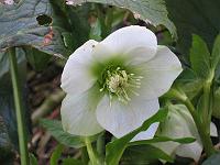 310105canon_031