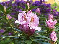 19-05-05kodak_077