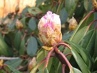 25-03-05canon_012