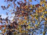 05-11-05canon_077