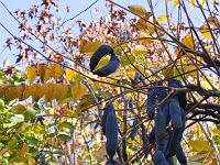 05-11-05canon_083
