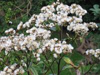 08-09-05canon_041
