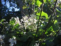 17-09-05canon_053