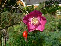 23-09-2006_17-37-59_05