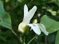 magnolia_curly_locks