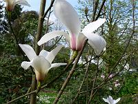 magnolia_cylindrica