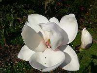 magnoliadenudata