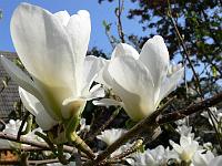 magnolia_denudata