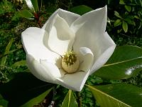 magnolia-grandiflora-kay-parris