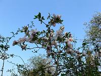 2009-04-26_16-38-46_0360