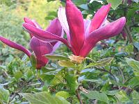 magnolia-liliiflora-nigra