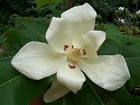 magnolia_macrophylla