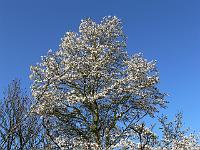 2009-04-17_07-17-55_0122