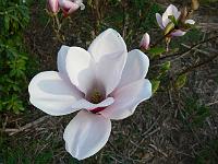 magnolia_satisfaction_(2)