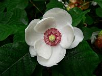 magnoliasieboldii