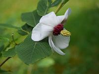 magnolia_sieboldii_white_flounces