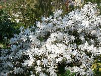 magnolia-stellata