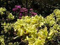 rhododendron_ambiguum_1