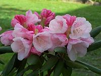 rhododendron_anwheiense