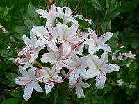 rhododendron_arborescens