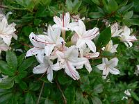 rhododendron_arborescens