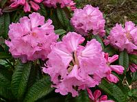 rhododendron_argyrophyllum_ssp._nankingense_chinese_silver