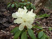 18-04-05kodak_080_rhododendron_aureum