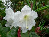 rhododendron_auriculatum