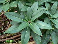 rhododendron_beesianum