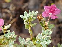 rhododendron_calostrotum_var._gigha