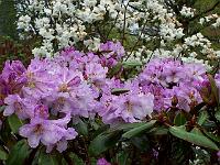 rhododendron_campanulatum