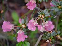 rhododendron_campylogynum_var_charopeum