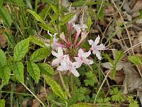 rhododendron_canescens