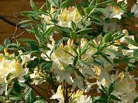 rhododendron_daviesii