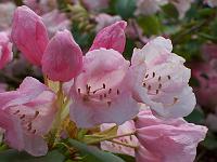 rhododendron_exbeima