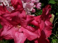 rhododendron_exbeima