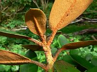 rhododendron_flinckii_-_hydon