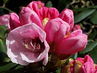 rhododendron_fulvum